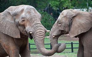 Zoo elephants