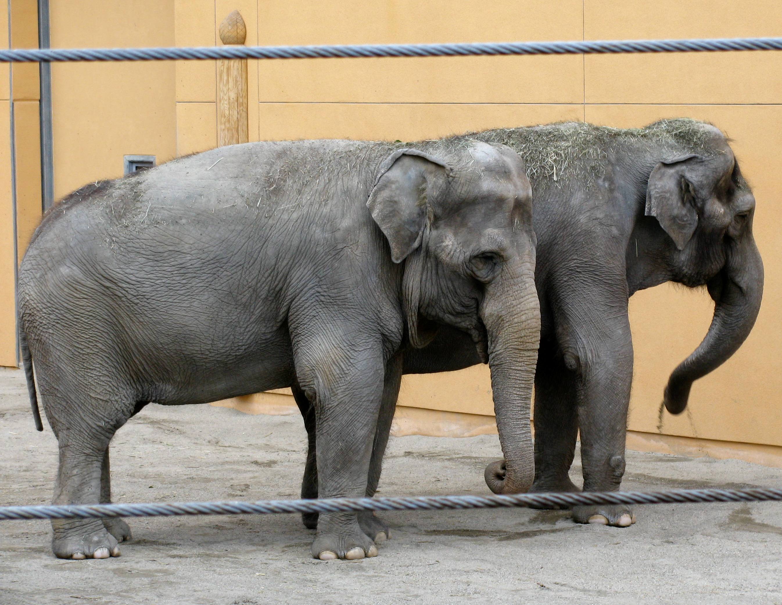 Friends of Woodland Park Zoo Elephants » Judge Agrees With IDA, Says Los  Angeles Zoo Elephants Are Not Healthy Or Happy
